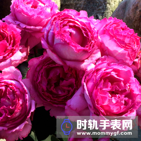 伯爵玫瑰（伊芙伯爵玫瑰 Yves Piaget Rose）——手表与花卉系列