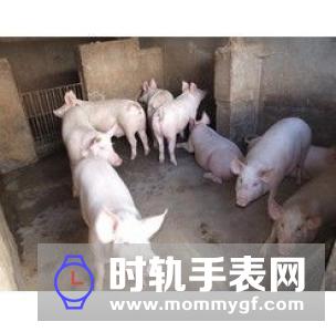 贵阳：每头种猪补800，家庭农场补10万！