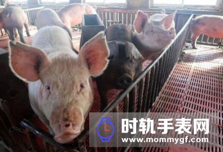 山东：肉价下降8-10元，政府政策助力生猪产能持续恢复