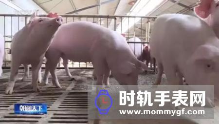农业农村部：推动大场帮小户 加快恢复生猪生产