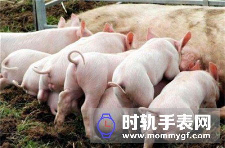 山东：肉价下降8-10元，政府政策助力生猪产能持续恢复