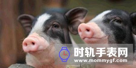 农业农村部：推动大场帮小户 加快恢复生猪生产