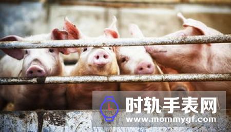 农业农村部：加快恢复生猪生产，确保“两会”期间猪肉供应