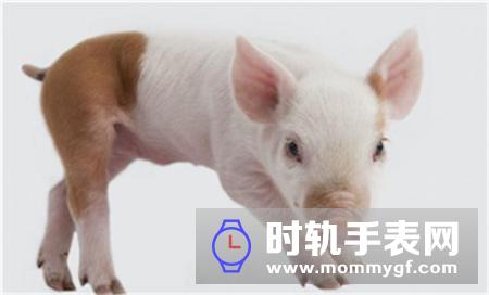 广东：猪价止涨趋稳背后，生猪自给率如何达到70%?
