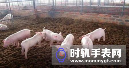 农业农村部：陕西省佛坪县野猪检出非洲猪瘟病毒！